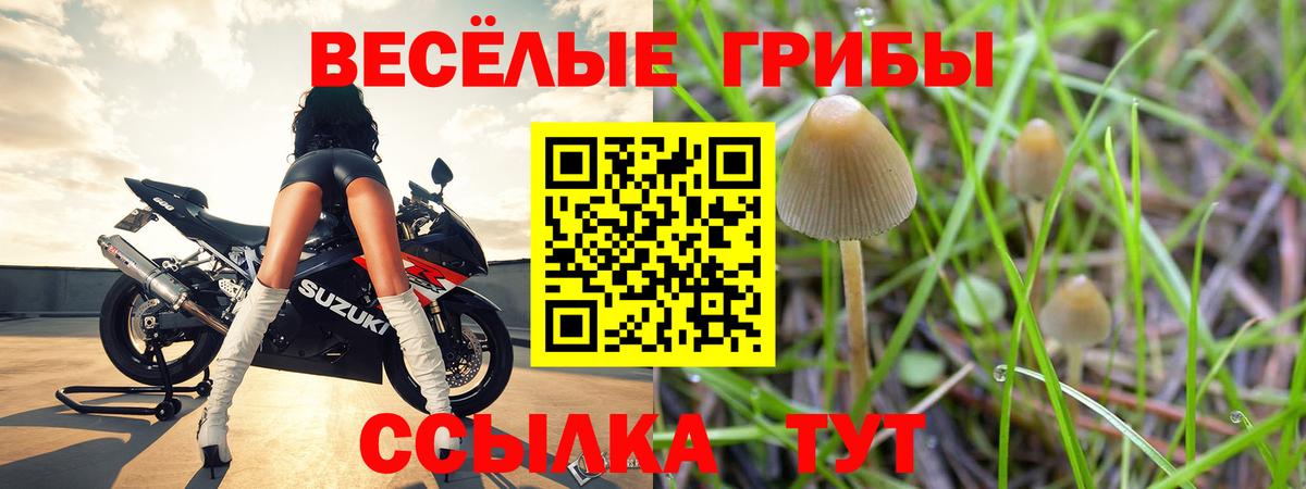 Свободный  Псилоцибиновые грибы мицелий  Вход с VPN  Псилоцибиновые грибы мицелий 